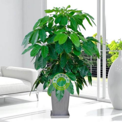 搖錢(qián)樹(shù)