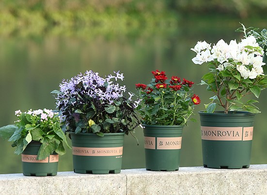 樹(shù)脂加侖花盆